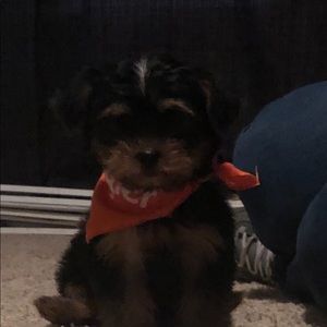 Meet your Posher, Bob